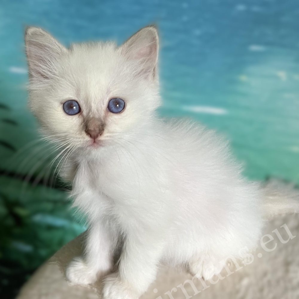 Cachorro Birmano lilac point Saba Bianca de perfil – disponible para reserva.