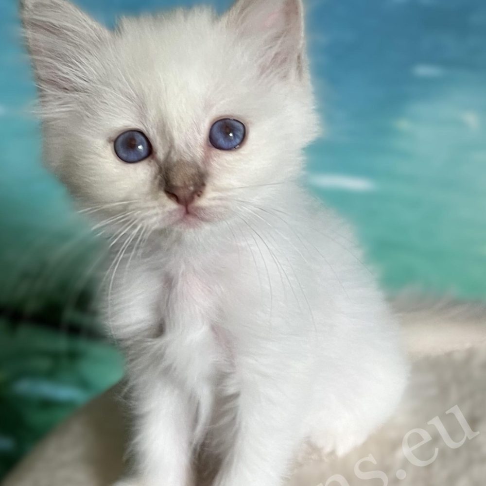 Cachorro Birmano lilac point Saba Bianca con ojos azul profundo – disponible.