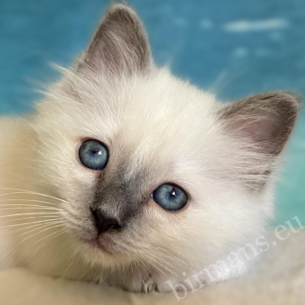 Gatito Sagrado de Birmania Blue Point con brillantes ojos azules – Saba Birman