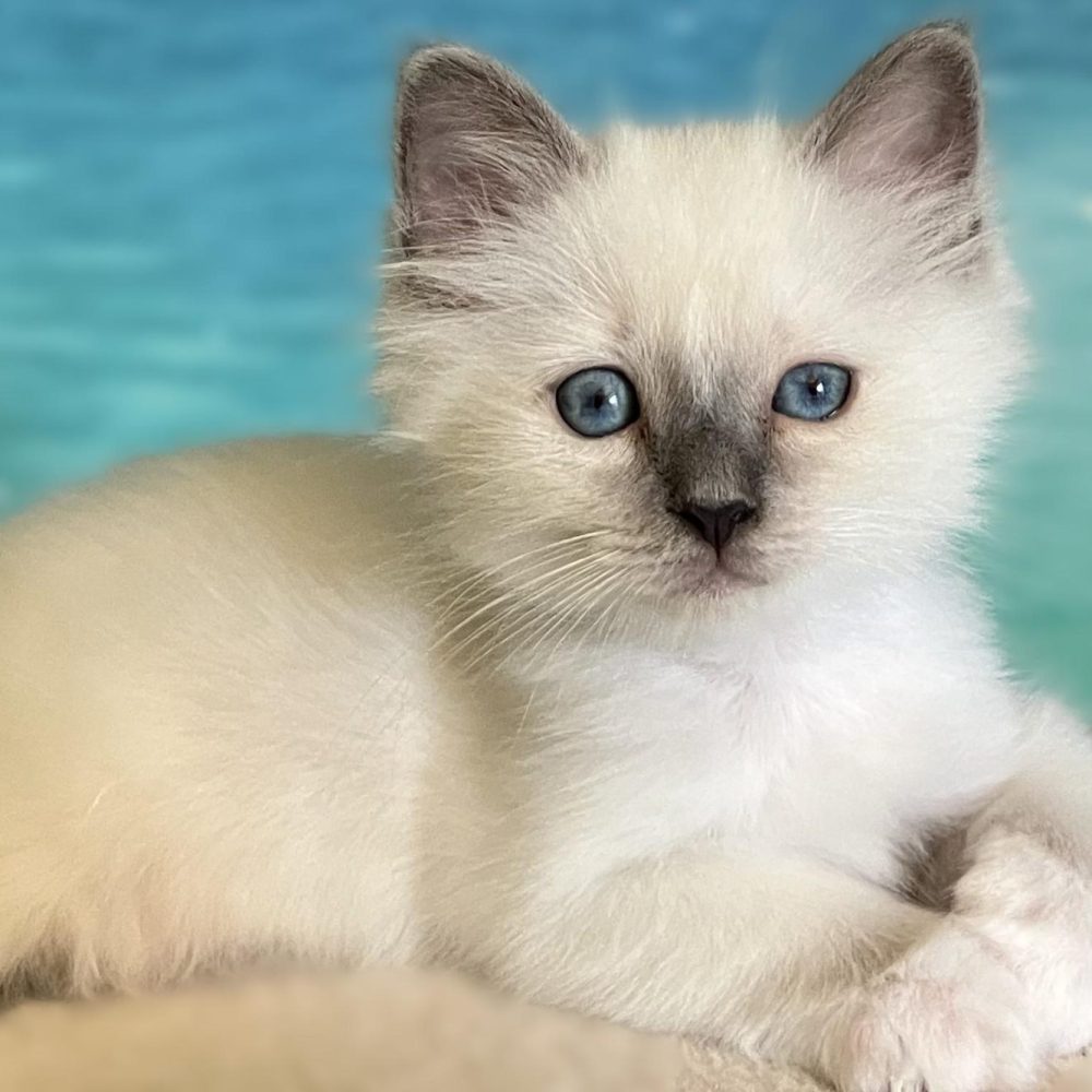 Gatito Sagrado de Birmania Blue Point disponible descansando – Saba Birman