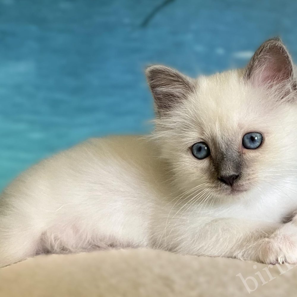 Gatito Sagrado de Birmania Blue Point disponible y reservable tumbado de frente – Saba Birman