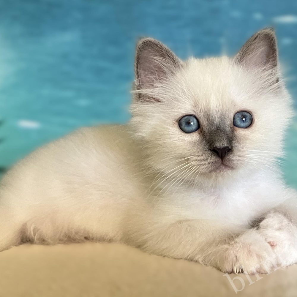 Gatito Sagrado de Birmania Blue Point reservable tumbado de lado – Saba Birman