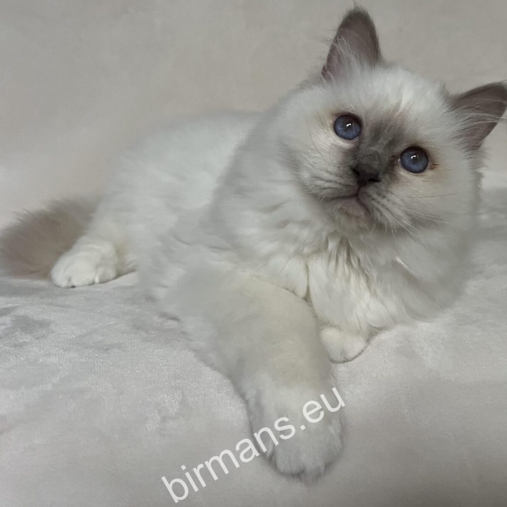 Gatos Birmanos tranquilos con luz natural - cría y registro responsables en el mundo del Saba Birmano