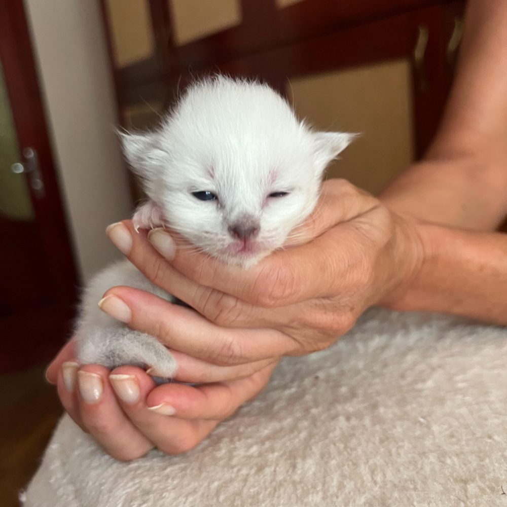 Gatito Birmano hembra recién nacido de la camada de Nadine sostenido en la mano