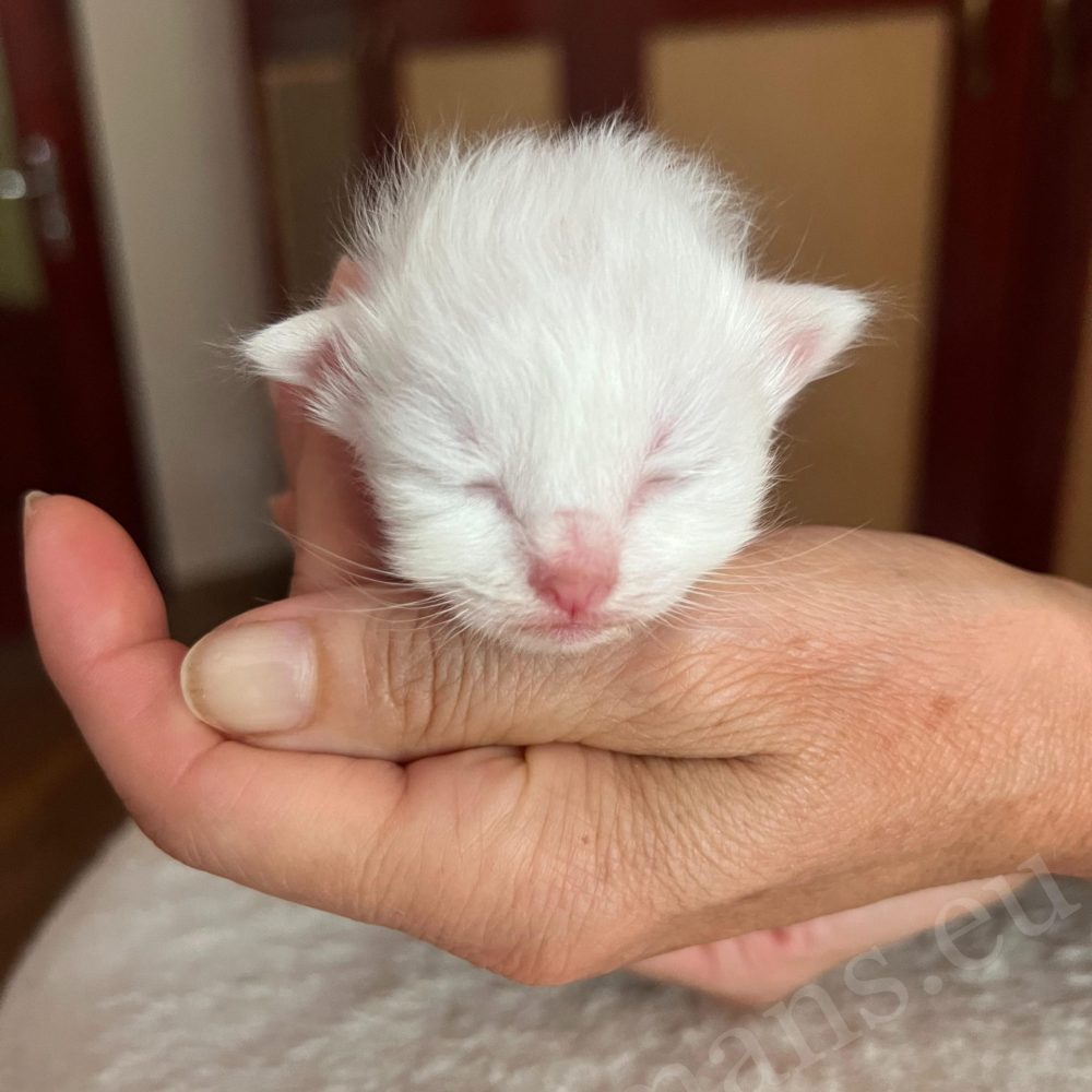 Gatito Birmano macho recién nacido de la camada de Nadine sostenido en la mano