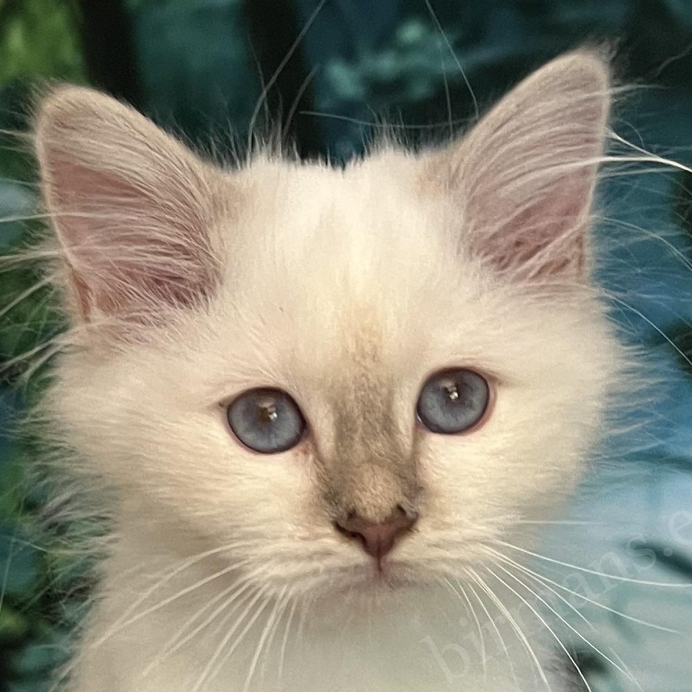 Saba Bianca, cachorro de Birmano lilac tabby disponible con ojos azules especiales