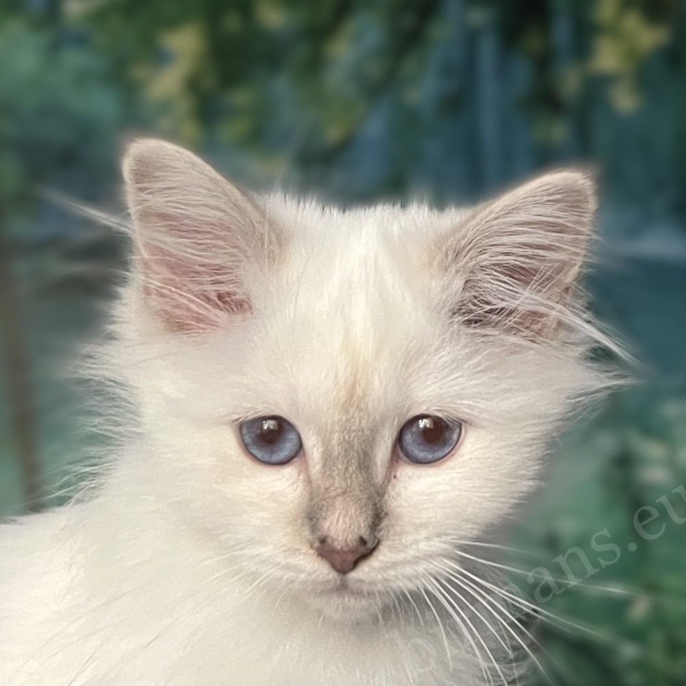 Gatito de Birmano hembra lilac tabby, Saba Bianca, retrato de cerca de sus ojos azules